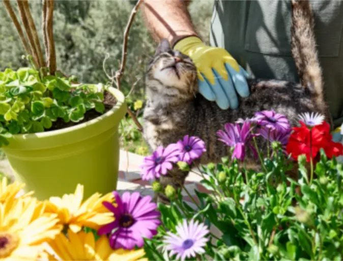 Owner petting a gray cat in the garden next to flower shrubs